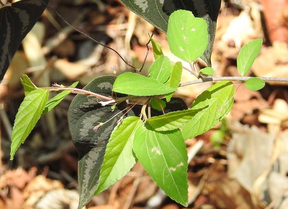 Image de Acalypha chiapensis Brandegee