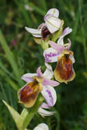 Image of Ophrys argolica subsp. lesbis (Gölz & H. R. Reinhard) H. A. Pedersen & Faurh.