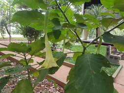 Image of arborescent angel's-tears