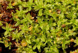 Image of hyophila moss