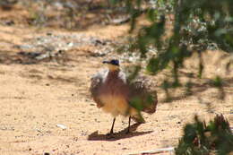 Image of Red-capped Coua