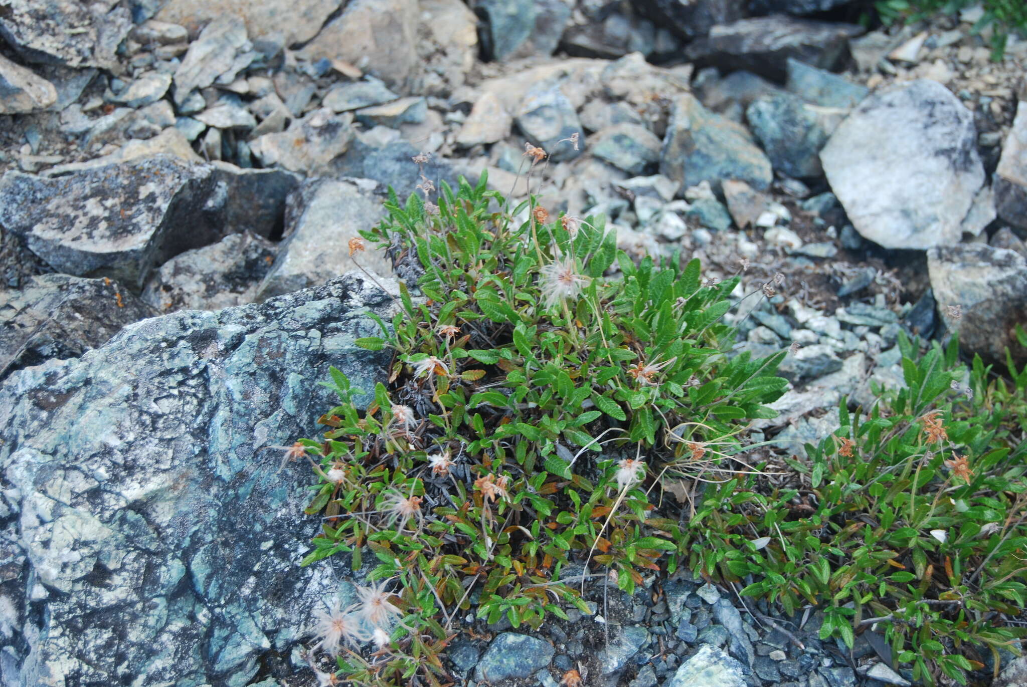 Plancia ëd Dryas integrifolia subsp. sylvatica (Hulten) Hulten