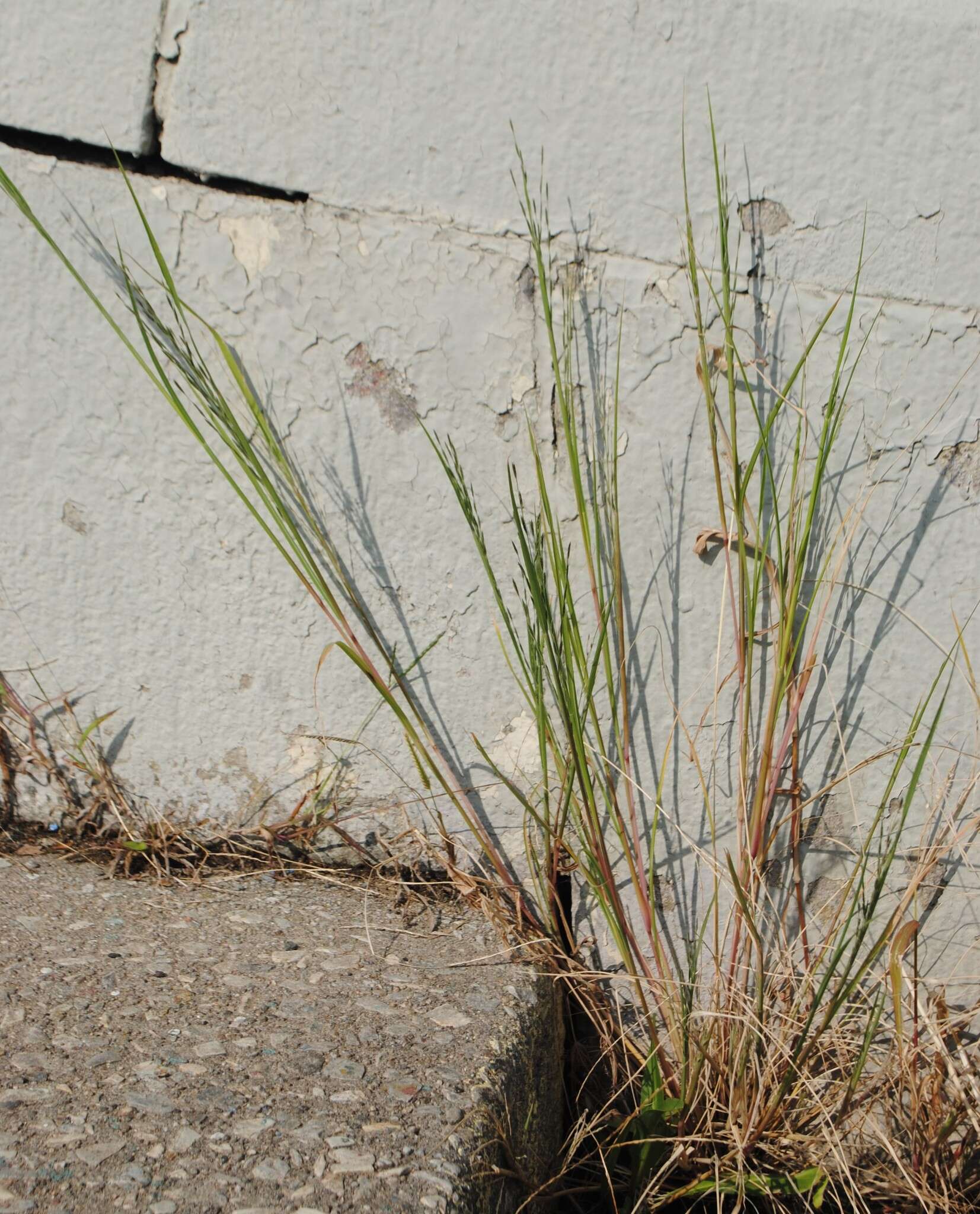 Image of bearded sprangletop