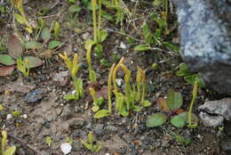 Imagem de Ophioglossum thermale Komarov