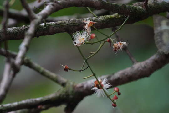 Слика од Syzygium nervosum DC.