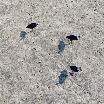 Image of African Woolly-necked Stork