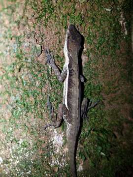 Image of Anolis oxylophus Cope 1875