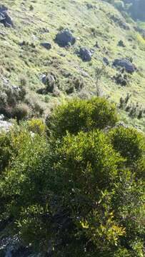 Sivun Coprosma linariifolia (Hook. fil.) Hook. fil. kuva