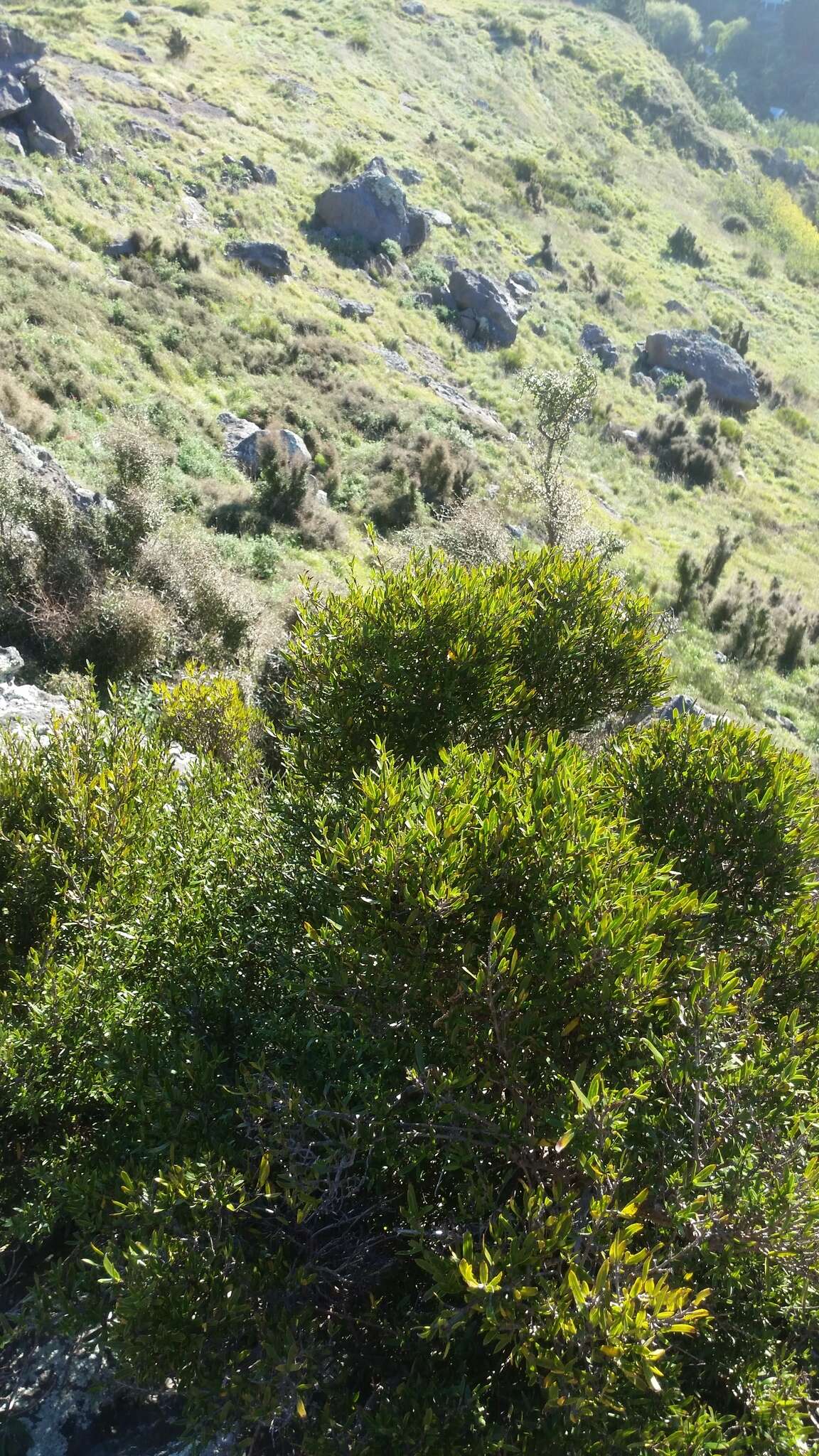 Sivun Coprosma linariifolia (Hook. fil.) Hook. fil. kuva