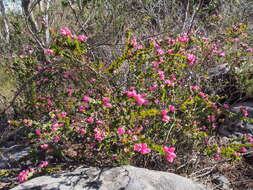 Image of Australian Native Rose