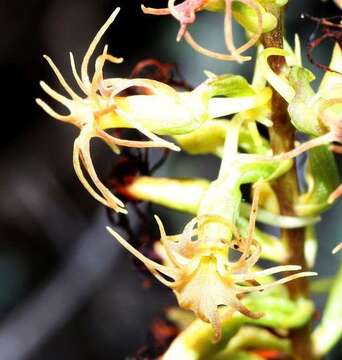 Image de Holothrix grandiflora (Sond.) Rchb. fil.