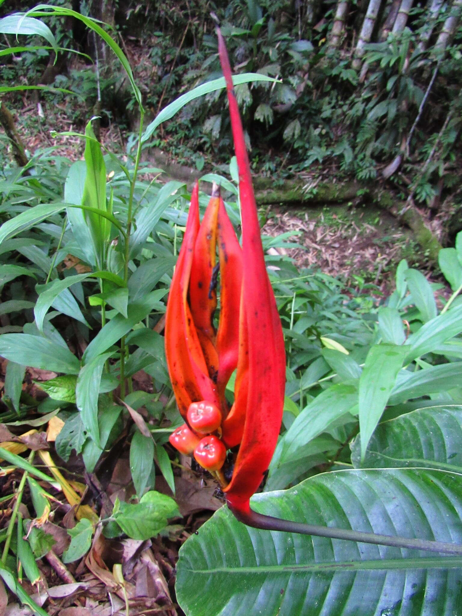 صورة Heliconia densiflora Verl.