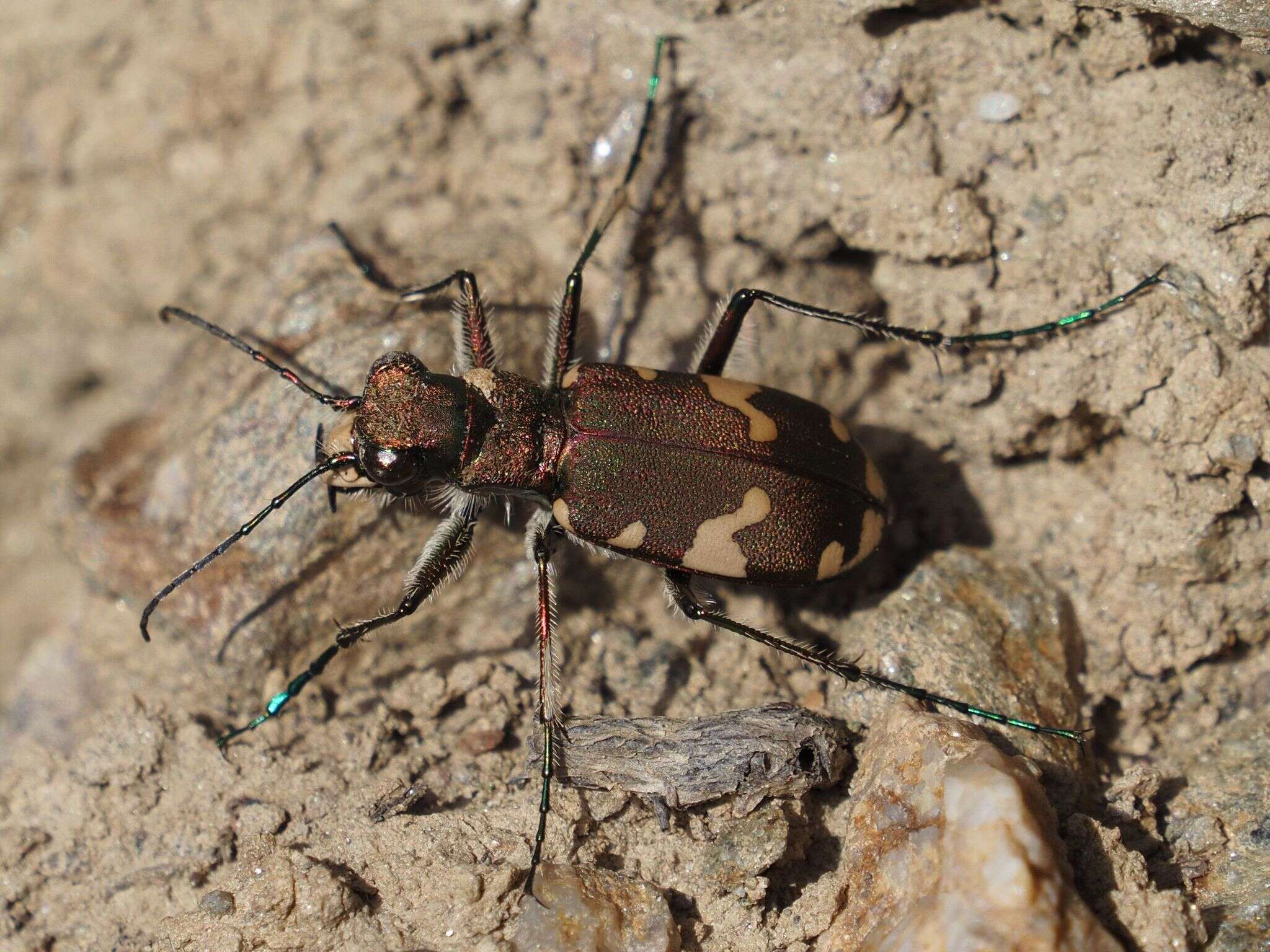 Image of Cicindela (Cicindela) sylvicola Dejean 1822