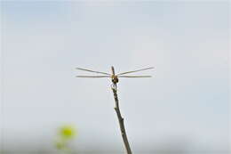 Image of Tawny Pennant