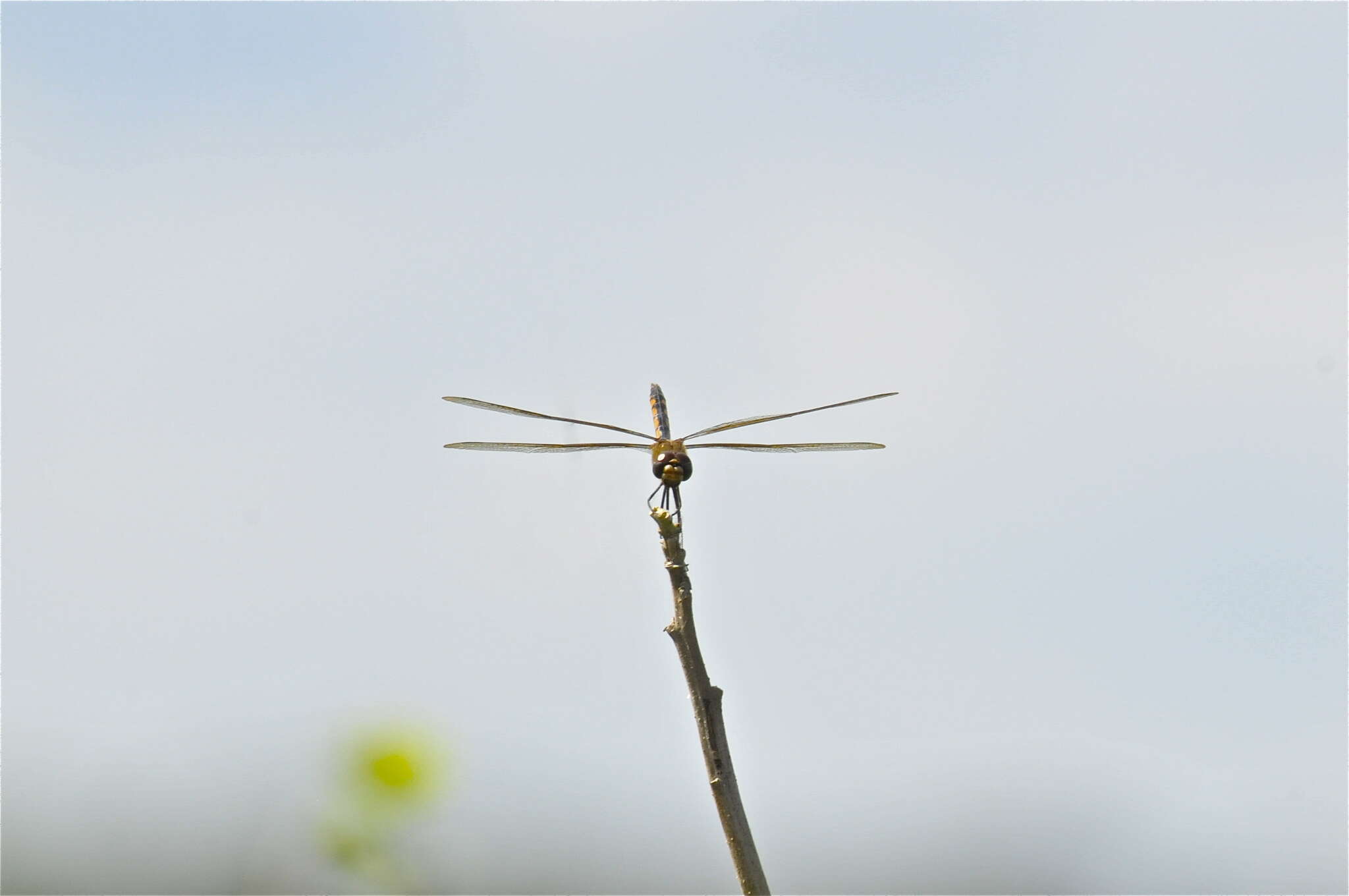 Image of Tawny Pennant