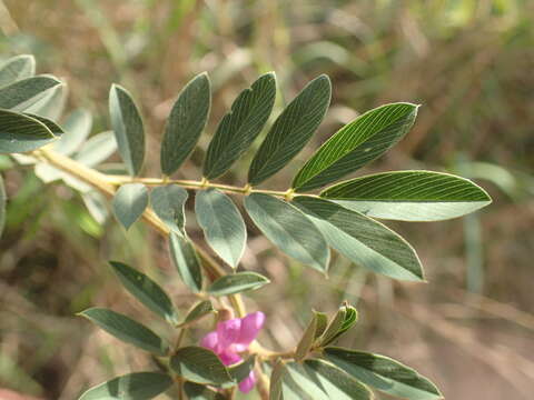 Image of Tephrosia polystachya E. Mey.