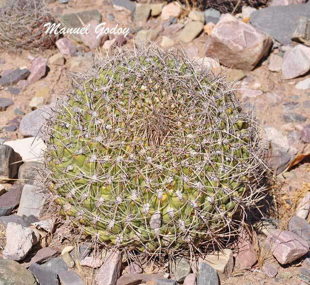 Image of Gymnocalycium saglionis (F. Cels) Britton & Rose