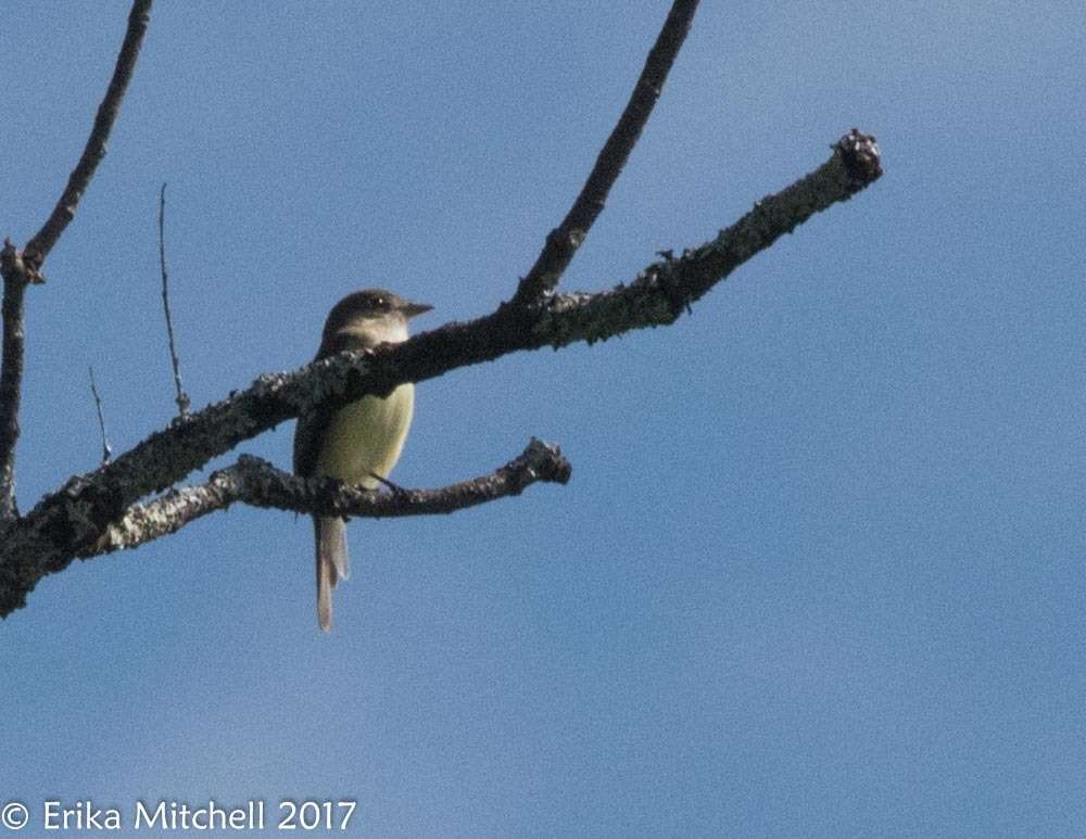 Image of Alder Flycatcher