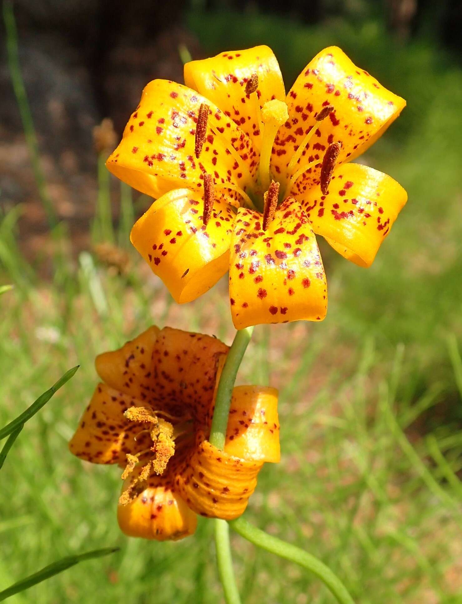 Image of Kelley's lily