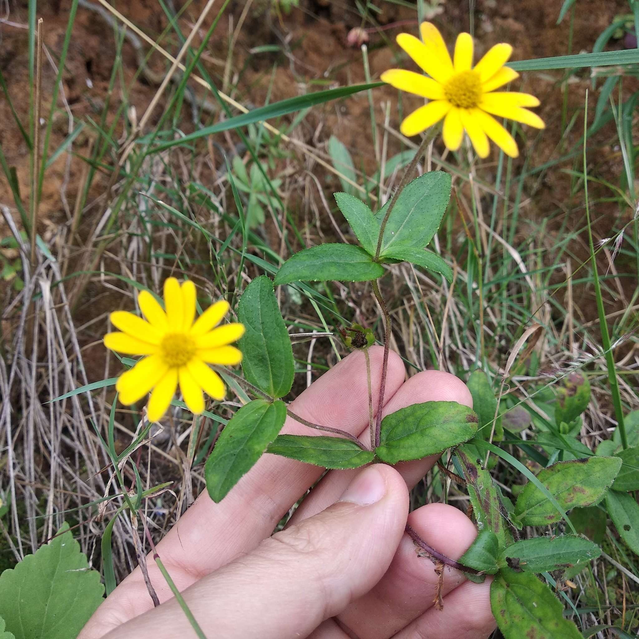 Image of Melampodium montanum Benth.