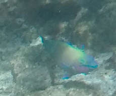 Image of Batavian Parrotfish