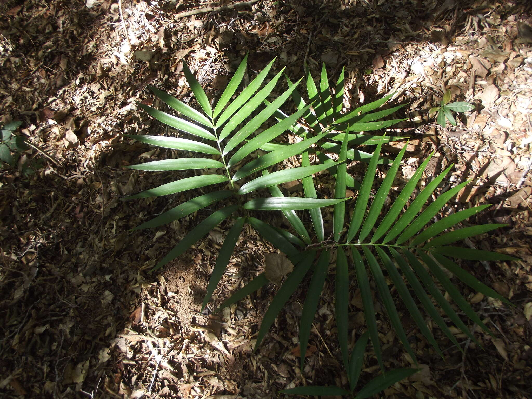 Image of Zamia paucijuga Wieland