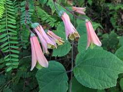 Image of Bomarea edulis (Tussac) Herb.