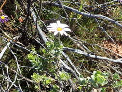 Image of Daisy