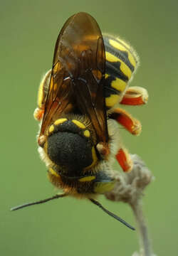 Anthidium loti Perris 1852的圖片