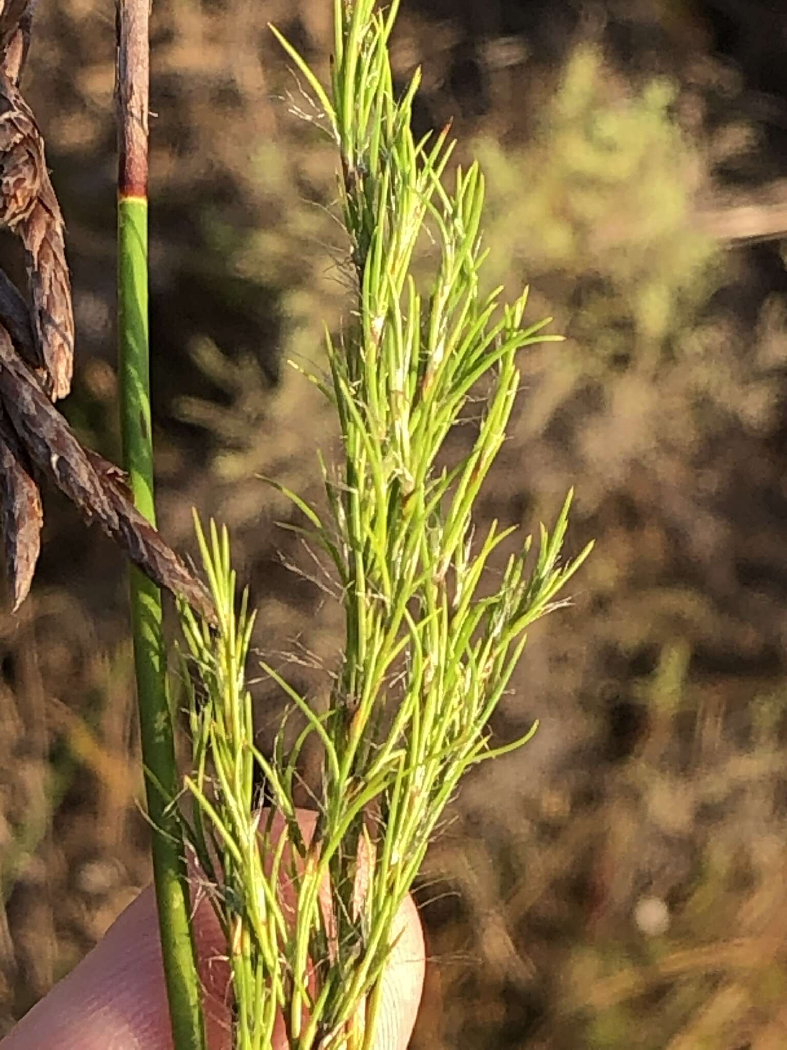 Image of Thamnochortus glaber (Mast.) Pillans