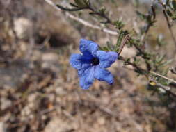 Image of Shrubby gromwell