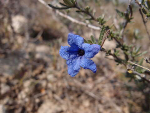 Image of Shrubby gromwell