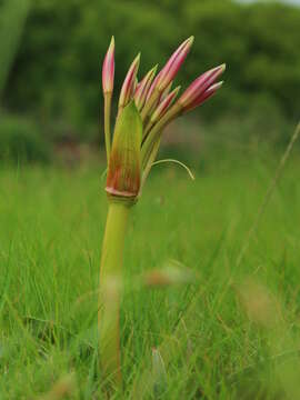 Image de Crinum graminicola I. Verd.