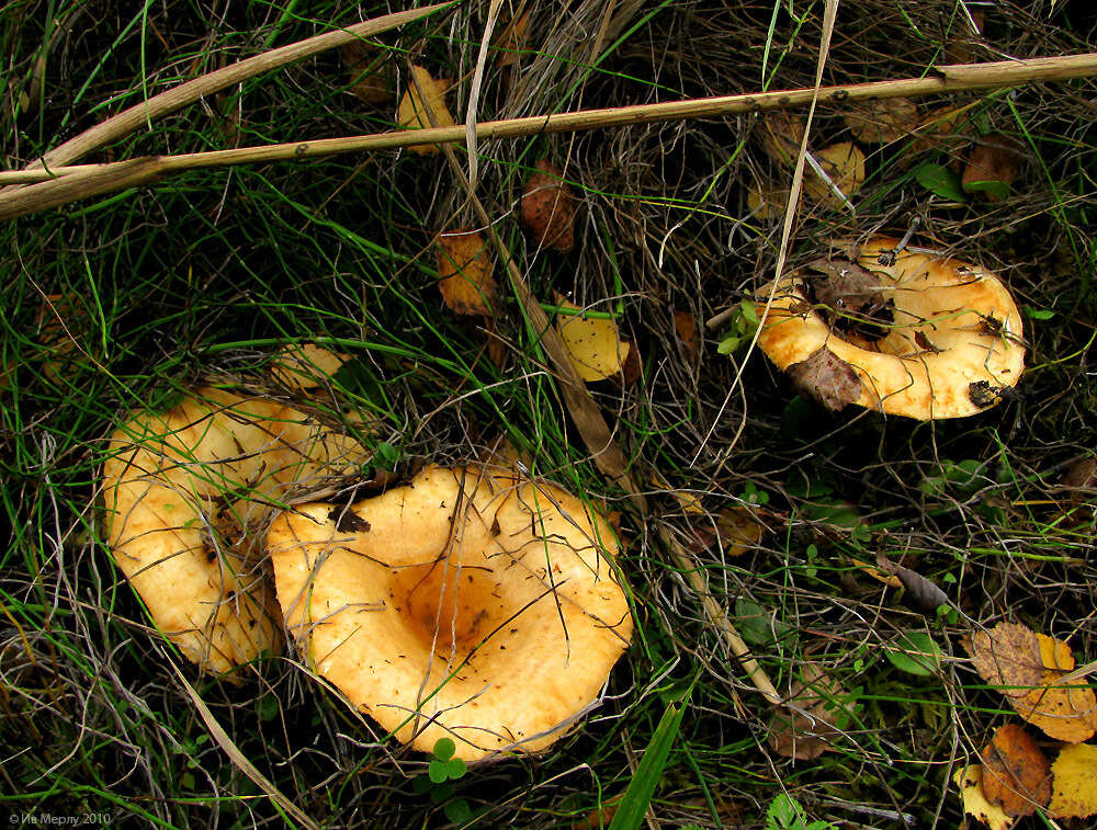 Image of Lactarius citriolens Pouzar 1968