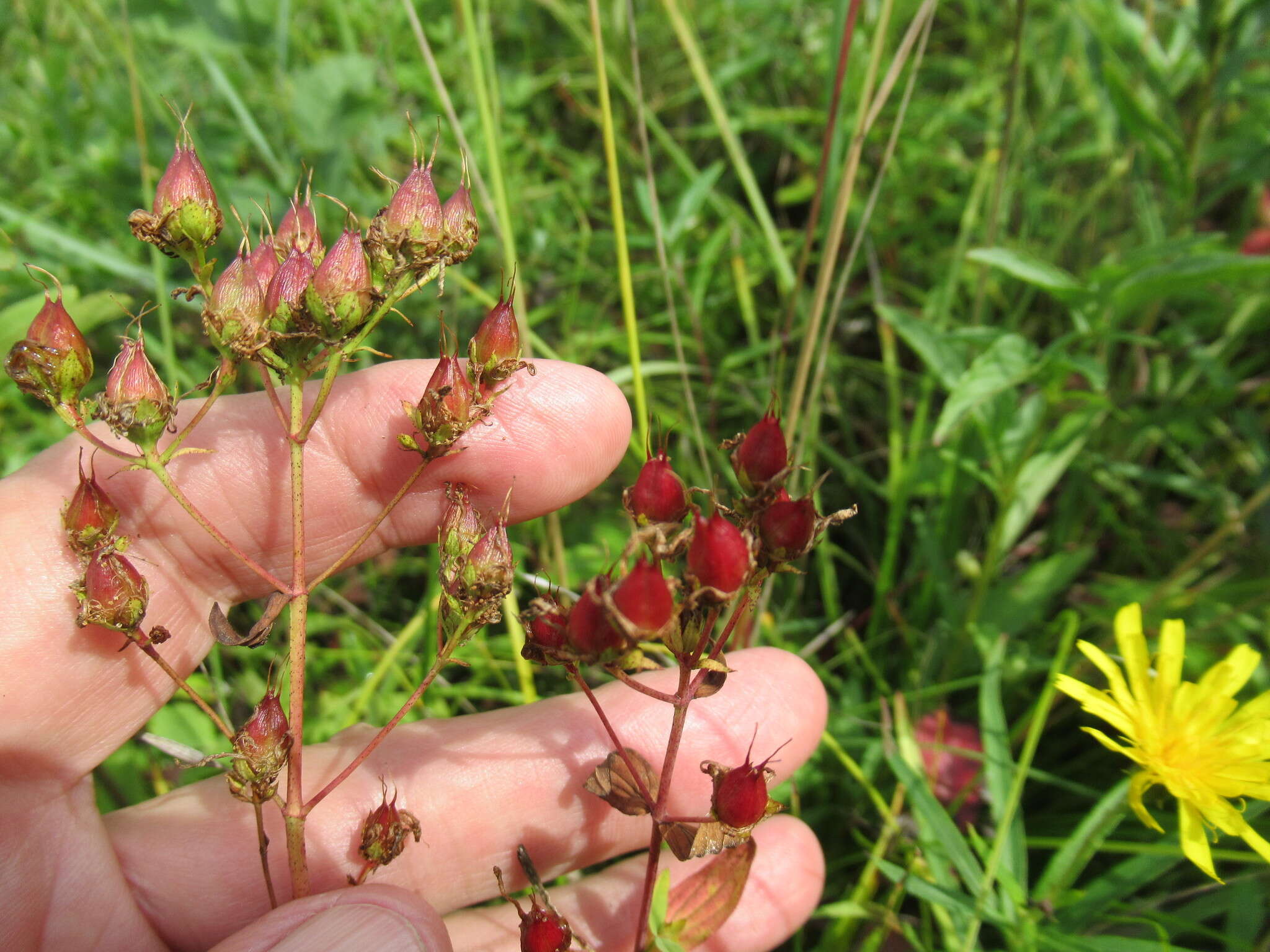 Image of Hypericum attenuatum Fisch. ex Choisy