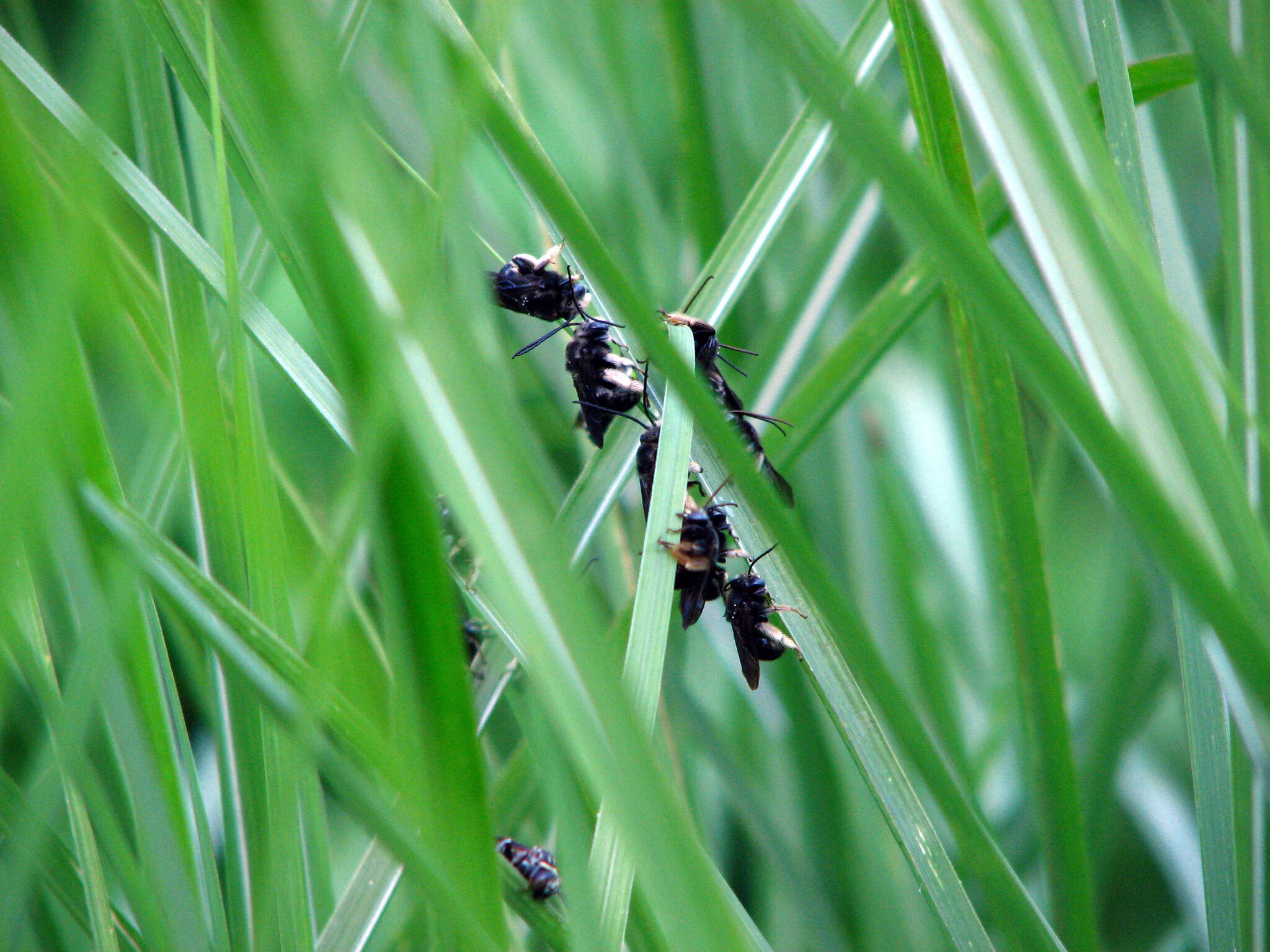 صورة Melissodes bimaculatus (Lepeletier 1825)