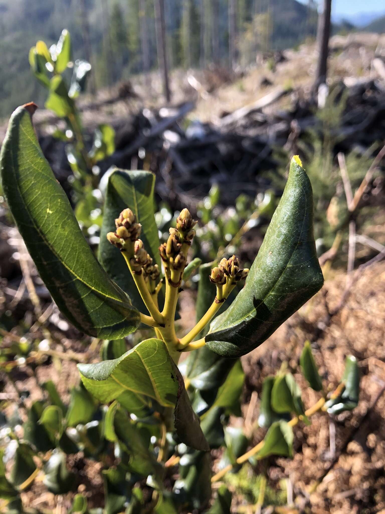 Ceanothus velutinus var. laevigatus Torr. & A. Gray resmi