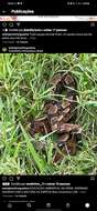 Image of Columbian Red Tail Boa