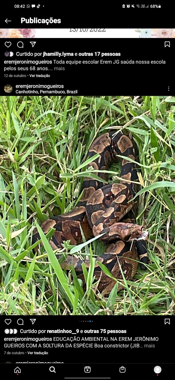 Boa constrictor constrictor Linnaeus 1758 resmi