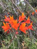 Image of Alstroemeria ligtu subsp. simsii (Spreng.) Ehr. Bayer