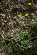 Image of plantain false leopardbane