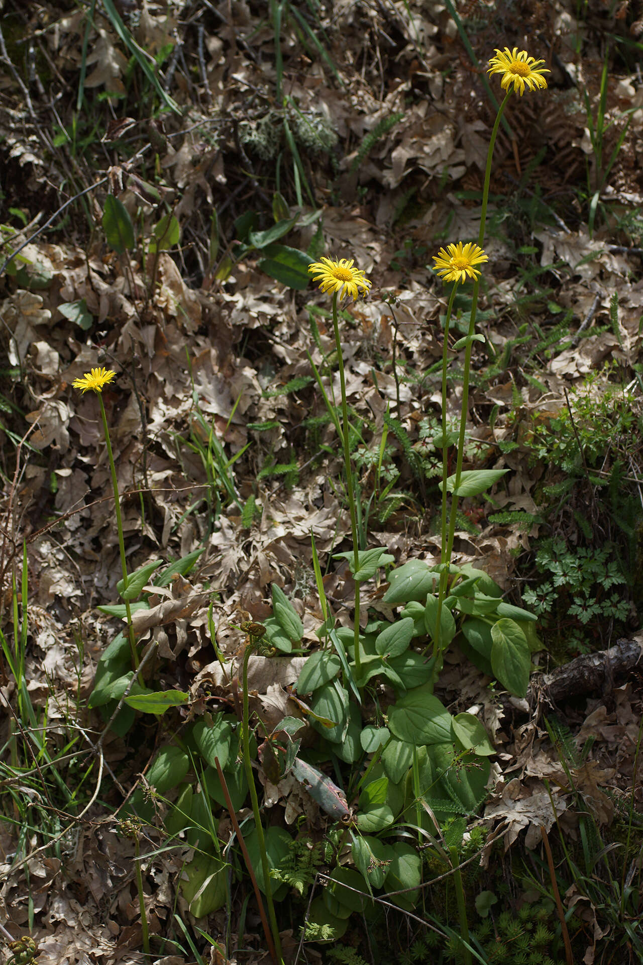 Image of plantain false leopardbane