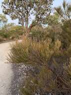 Image of Allocasuarina humilis (Otto & A. Dietr.) L. A. S. Johnson