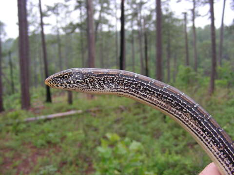 Image of Ophisaurus attenuatus longicaudus Mcconkey 1952