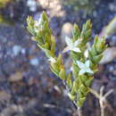 Image of Lachnaea ruscifolia Compton