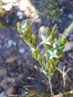 Image of Lachnaea ruscifolia Compton