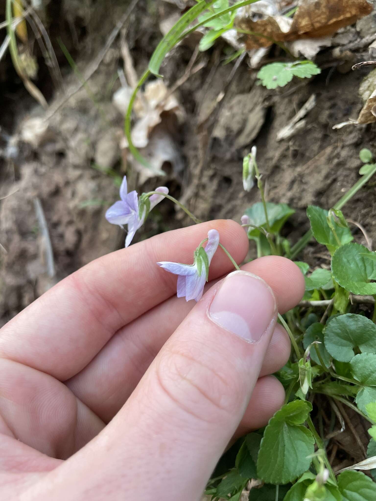 Слика од Viola brauniae Grover ex T. S. Cooperrider