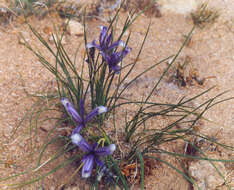 Image of Iris tenuifolia Pall.