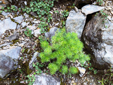 Image of Artemisia morrisonensis Hayata