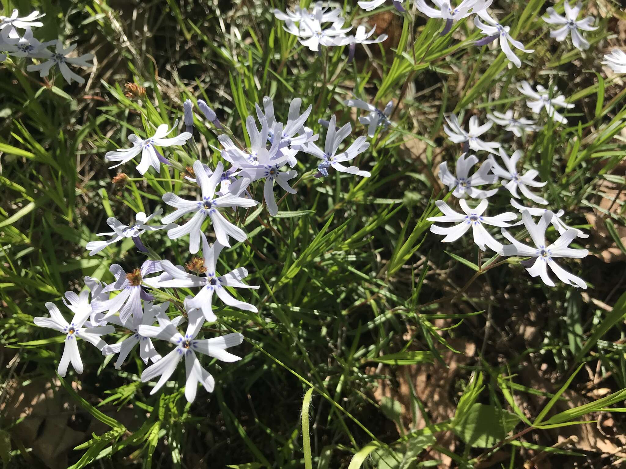 Image of cleft phlox